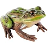 FRP　子キンスジアメガエル / Green and Golden Bell Frog　【カエルオブ