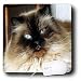WhiteOak Photography Animal Prints - Beautiful Blue eyed cat - Mouse Pads