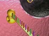 Cancer and Metastasis (Investigations in Microbiology)