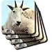 Farm Animals - Alpine Goat - Coasters