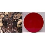 All Star Chocolate 10" Coffee Cake Red Gift Tin by Boba Tea Direct