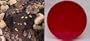 All Star Chocolate 8" Coffee Cake (Red Gift Tin)