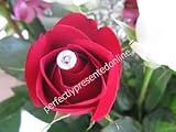 Crystal Diamante Bouquet Jewelry Pins