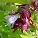 Eigenschaften tropical.garden  / Falsche Muskatnuss - Leycesteria formosa 5K