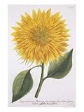 Chrysanthemum Indicum from "Pythanthoza Iconographica", Published in Germany, 1737-45 Giclee Poster Print by Johann Wilhelm Weinman, 18x24