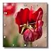 A Very Close Up of a Red Bulb Flower With a Yellow Center and Blurred Background of Green - 10x10 Wall Clock