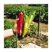 Big Chili II Pepper 35 Seeds - Great on the Grill