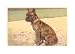 Boxer Animals Art Poster Print, 17x11