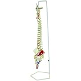 Walter Products B10209 Flexible Human Spinal Column Model with Stand, with Occipital Plate and Pelvis, Life Size, 37" Length