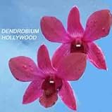 Dendrobium Hollywood