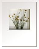 �s�t�����[�t���[���tHana concept frame Wild mini daisy�i���C���h �~�j �f�C�W�[�j
