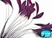 Moonlight Feather | 1 Dozen - Purple Stripped Rooster Coque Tail Feathers Craft Costume Supply