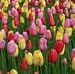 10 Perennial Mixed Tulip Bulbs, Fall Planting, 11/12cm