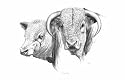 "Prosperity" Original Hereford Drawing by Shivak