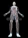 Wallmonkeys Peel and Stick Wall Decals - Anatomie Des Menschen - Removable Graphic