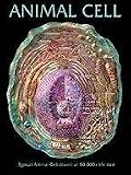 SciEd Cell Structure Charts; Animal Cell Wall Chart