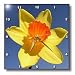 Daffodil - daffodilflowers, jonquils, daffodils, narcissus, saint david day, spring, narcissi - 10x10 Wall Clock