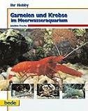Garnelen und Krebse im Meerwasseraquarium