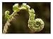 Fiddlehead of a Christmas Fern in Gulf Brook Ravine, Pepperell, Massachusetts, USA Ph...