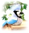 Blue Jay - Audubon Plush Bird (Authentic Bird Sound)