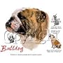 Bulldog Womens Scoop Neck T-Shirt