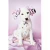 Daysha, Dalmation Puppy with Ribbons Rachael Hale Photography 61x91.5cm Poster