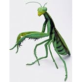 メガカマキリ