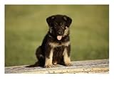 German Shepherd Puppy Photographic Poster Print by Frank Siteman, 48x36