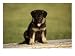 German Shepherd Puppy Photographic Poster Print by Frank Siteman, 16x12