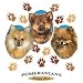 Pomeranian-Puppy Love Adult T-Shirt