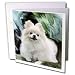 pomeranian37 - Dogs Pomeranian Pomeranian Greeting Cards12 Greeting Cards with