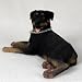 Rottweiler Figurine - MyDog