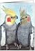 Cockatiels Parrot Painting Card