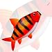 Red Zebra Windsock 47