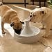 Drinkwell 360 Pet Fountain - Improvements