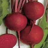 Early Wonder Beet - 400 Seeds - BONUS PACK!