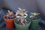 Krishna Tulsi (Red Holy Basil) seed pkt.