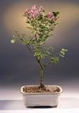 Bonsai Boy's Korean Lilac Bonsai Tree<br><i>(syringa palabiniana)</i>