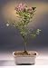 Outdoor Living : Bonsai Boy's Korean Lilac Bonsai Tree<br /><em>(syringa palabiniana)</em>