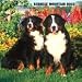 Bernese Mountain Dogs 2008 Wall Calendar - Dog Calendars