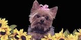 AIRBRUSHED LICENSE PLATES -YORKIE LICENSE PLATE - #36