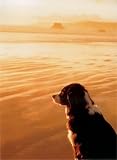 Aussie Watching Lake Sympathy Card