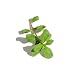 From Cutting Purslane - 24