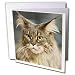 maine_coon2maine coon - Cats Maine Coon Greeting Cards6 Greeting Cards with