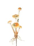 Pack of 6 Waters Edge Artificial Ivory Mushroom Cluster Sprays 22"