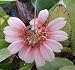 Cirrhopetalum flavisepalum 939