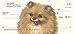   - Personal Custom Bank Checks: Pomeranian Dog Check Designs