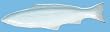 White Fish Ceramic Pottery Mackerel Large Tray 19"x5"x1.25"