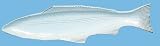 White Fish Ceramic Pottery Mackerel Large Tray 19"x5"x1.25"