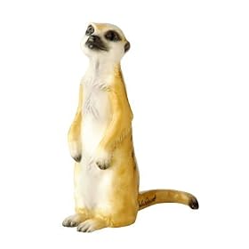 Baby Meerkat